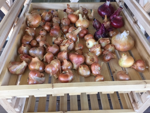 Some of this summer's onions and shallots...