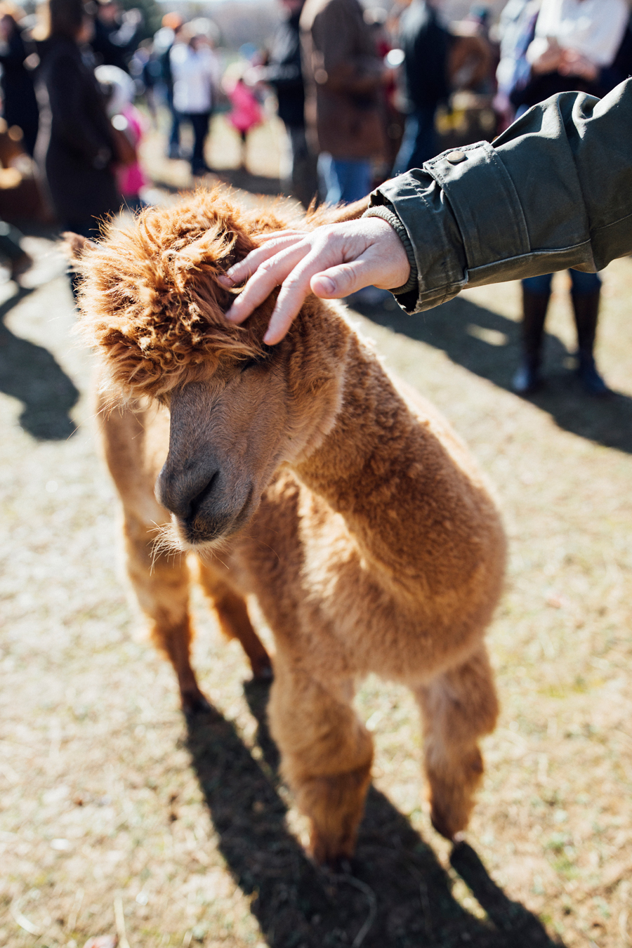 brookecourtney_eastlandalpaca-1.jpg