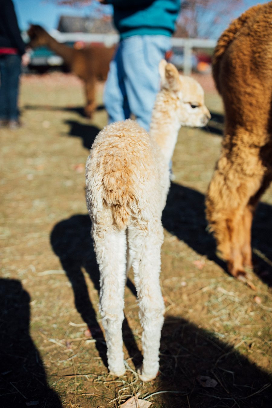 brookecourtney_eastlandalpaca-3.jpg