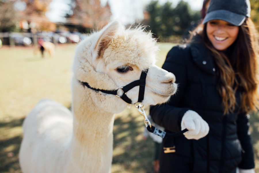 brookecourtney_eastlandalpaca-19.jpg