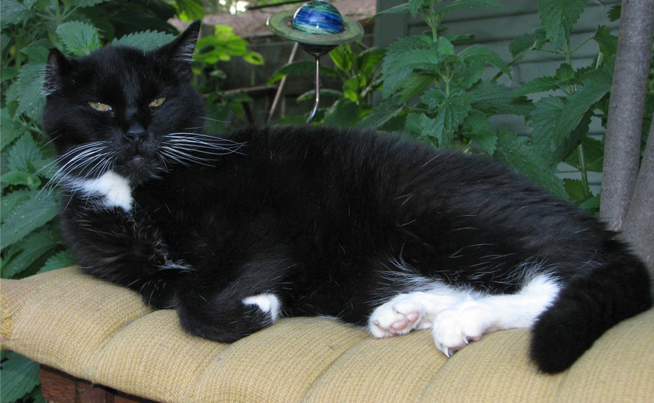 Tippy_catnip.jpg