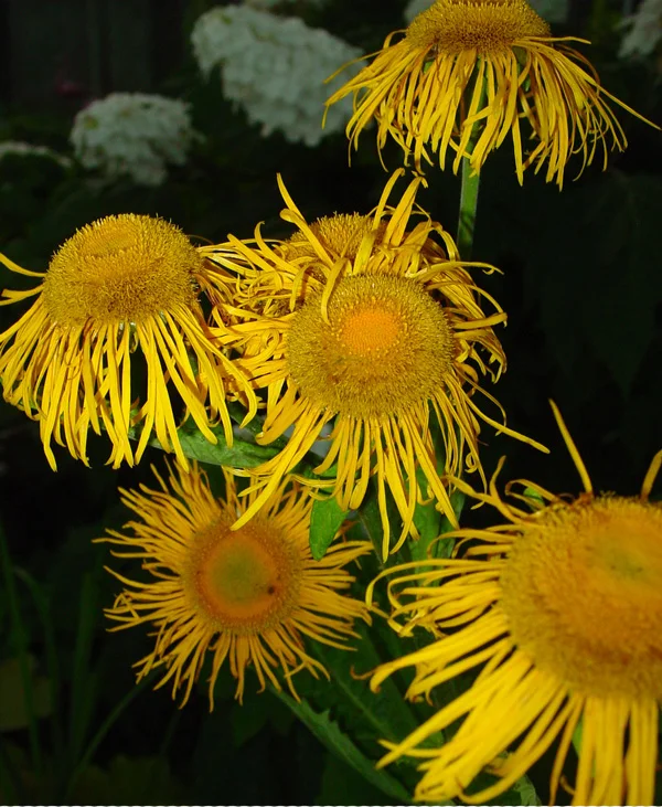 Elecampane_Giant.jpg