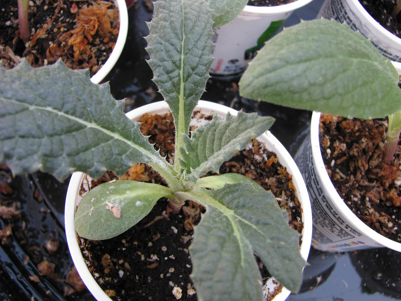 Artichoke-baby.jpg