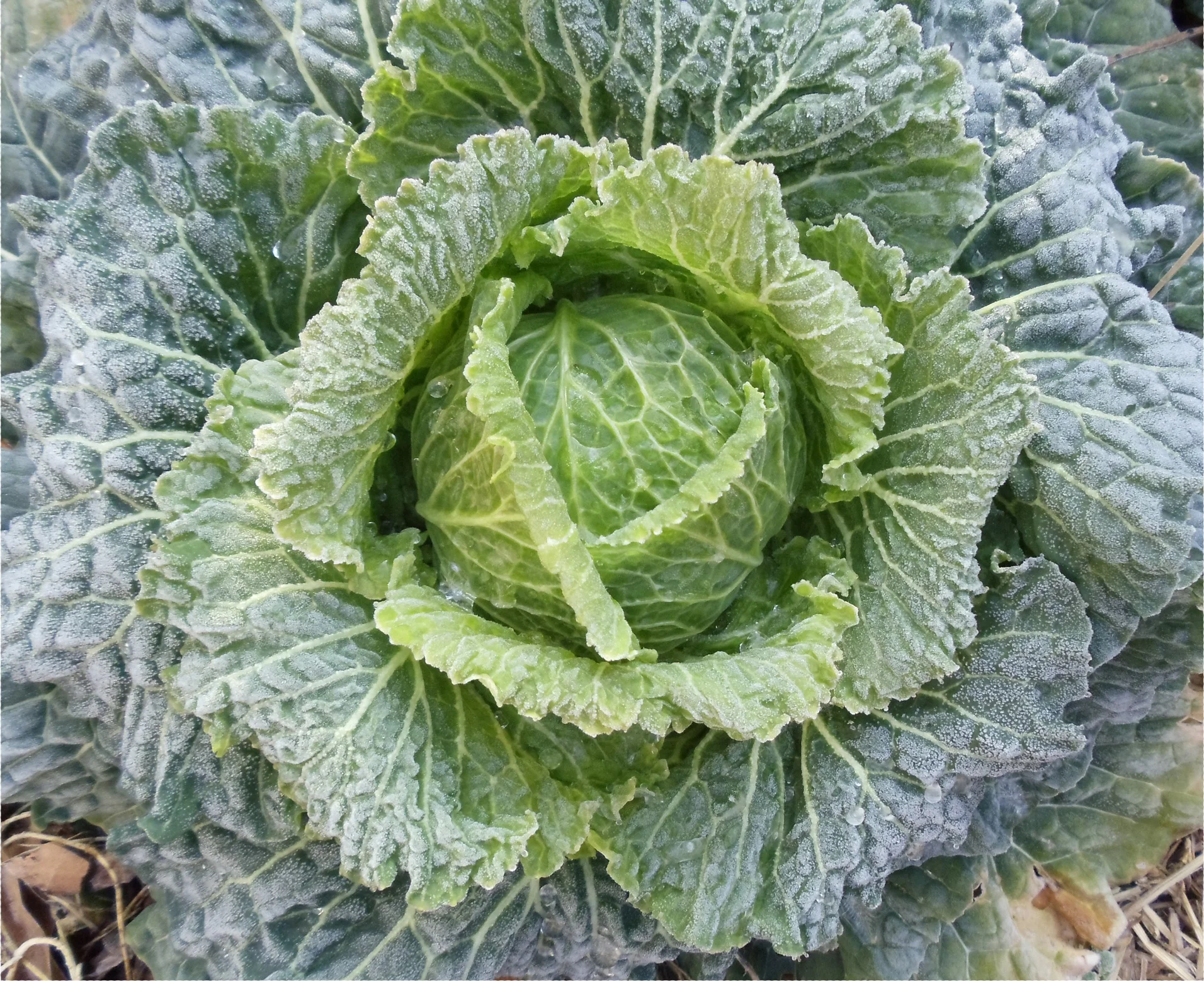 CabbageFrost.jpg