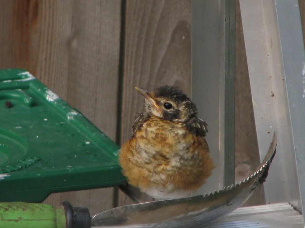 Baby-Robin.jpg