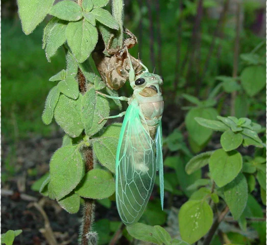 Cicada.jpg