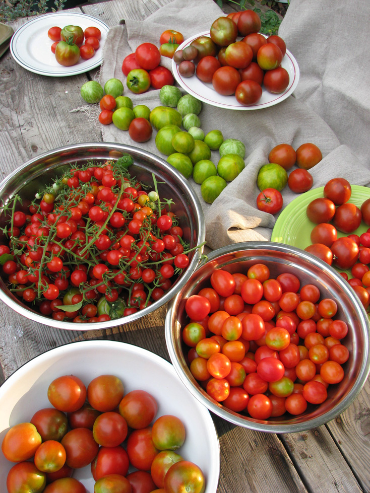 many-Tomatoes.jpg