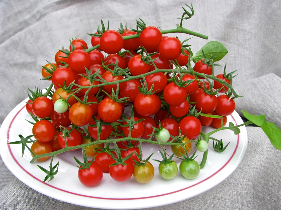 PeacevineCherry.jpg