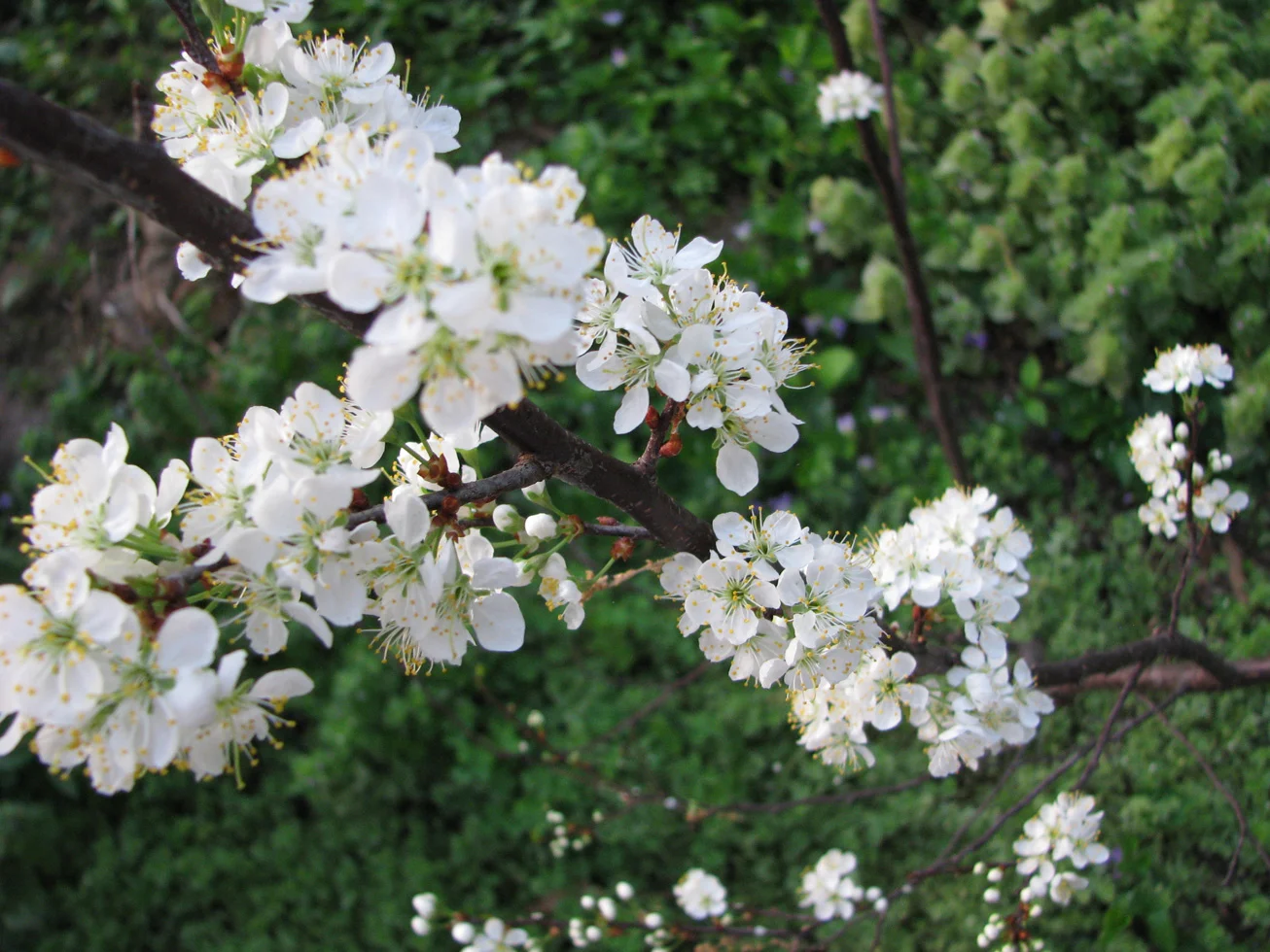 Plum-blossom.jpg
