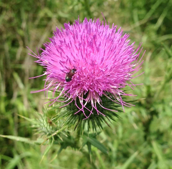 Thistle_flower.jpg