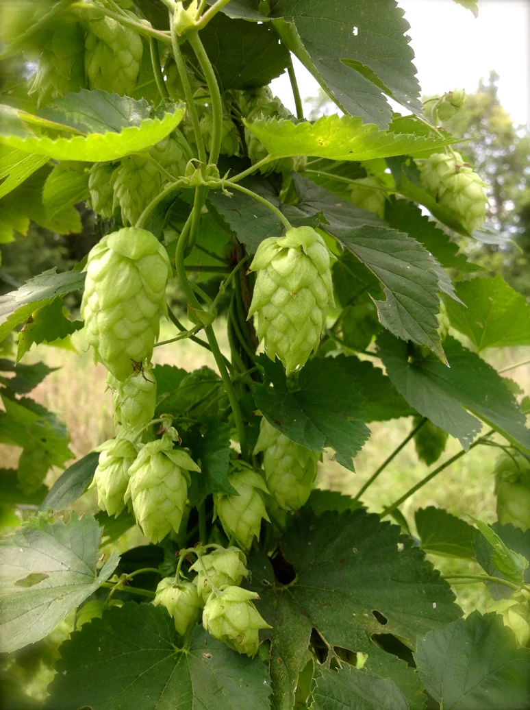 Hop_cones.jpg