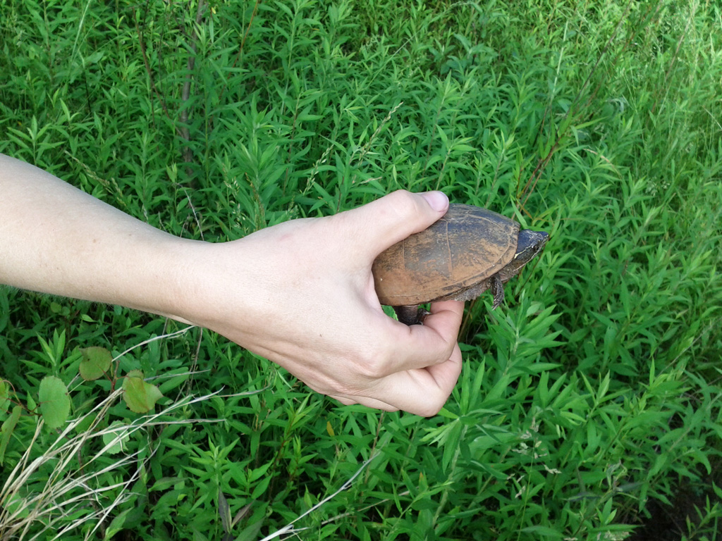 baby-snapper.jpg