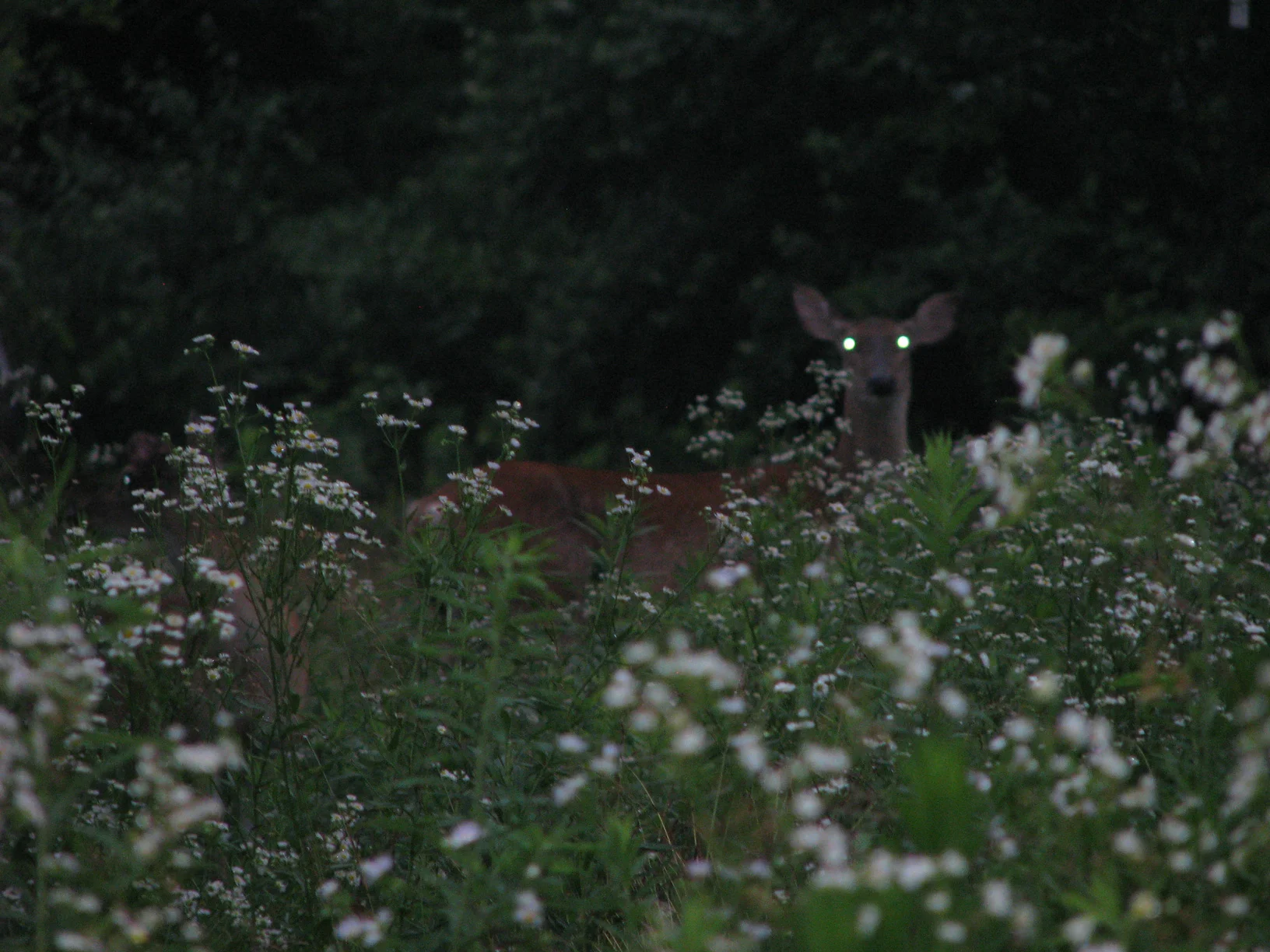 deer_headlights.jpg