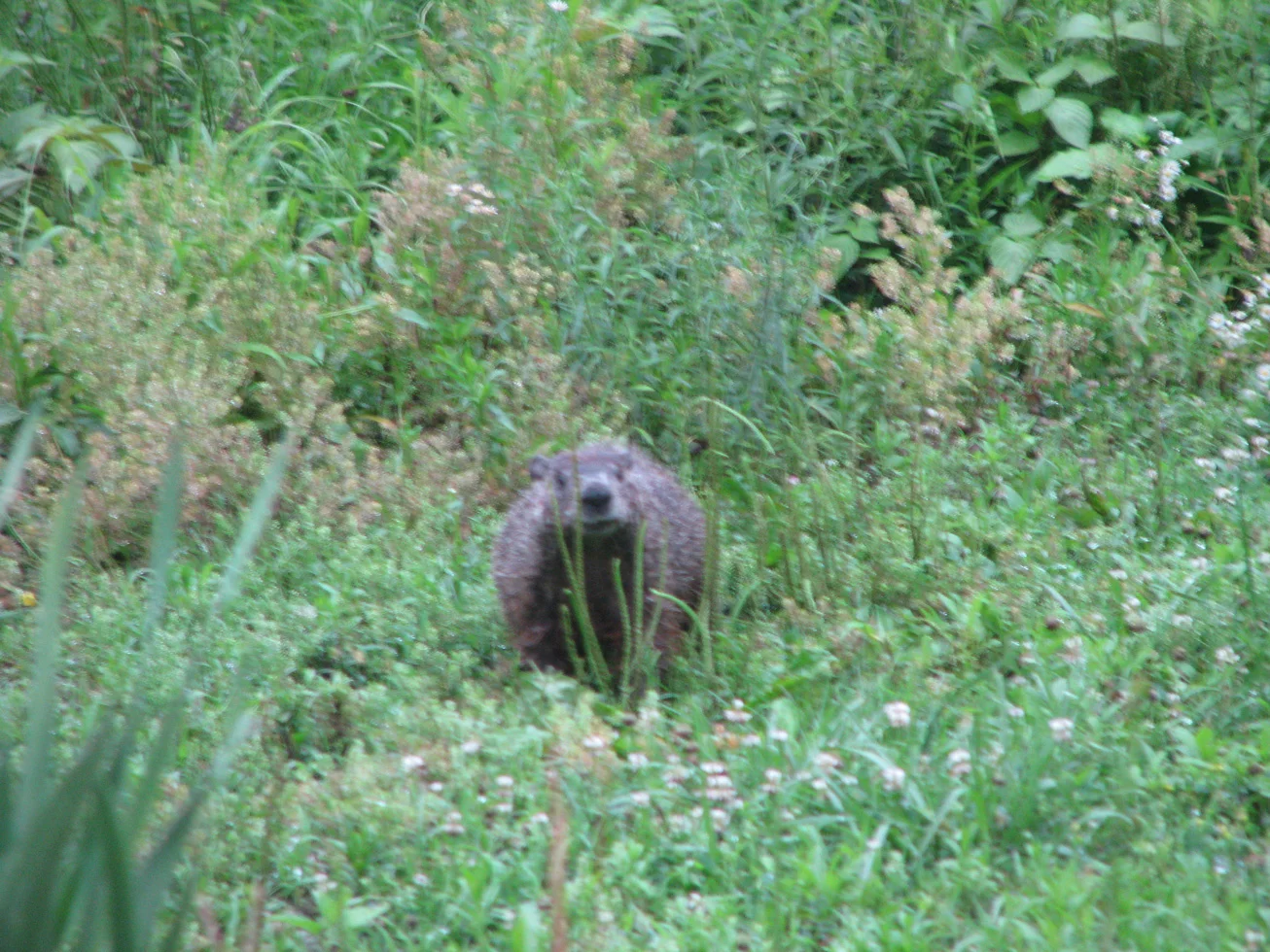 greta_groundhog.jpg