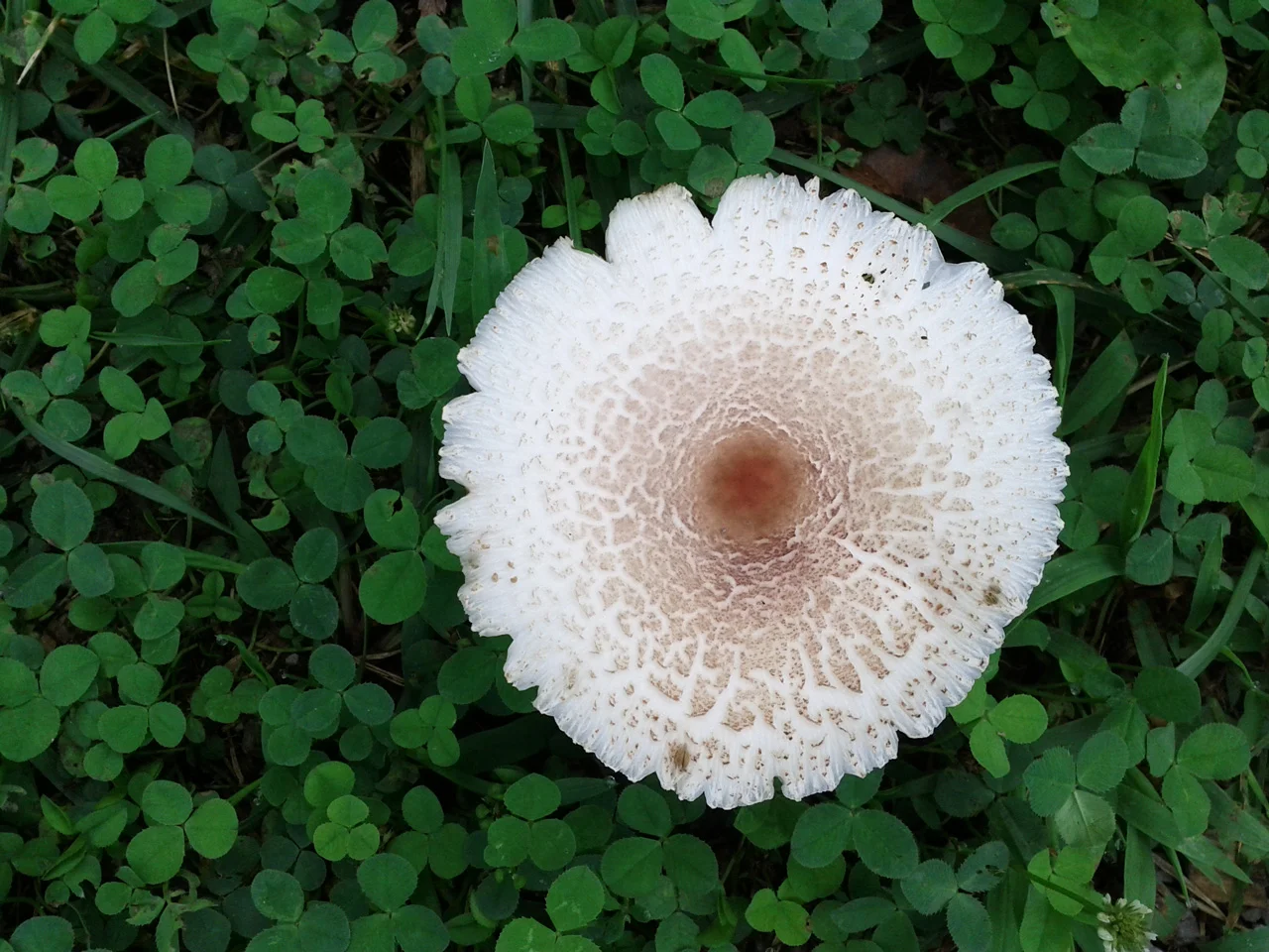 shroomnipple.jpg