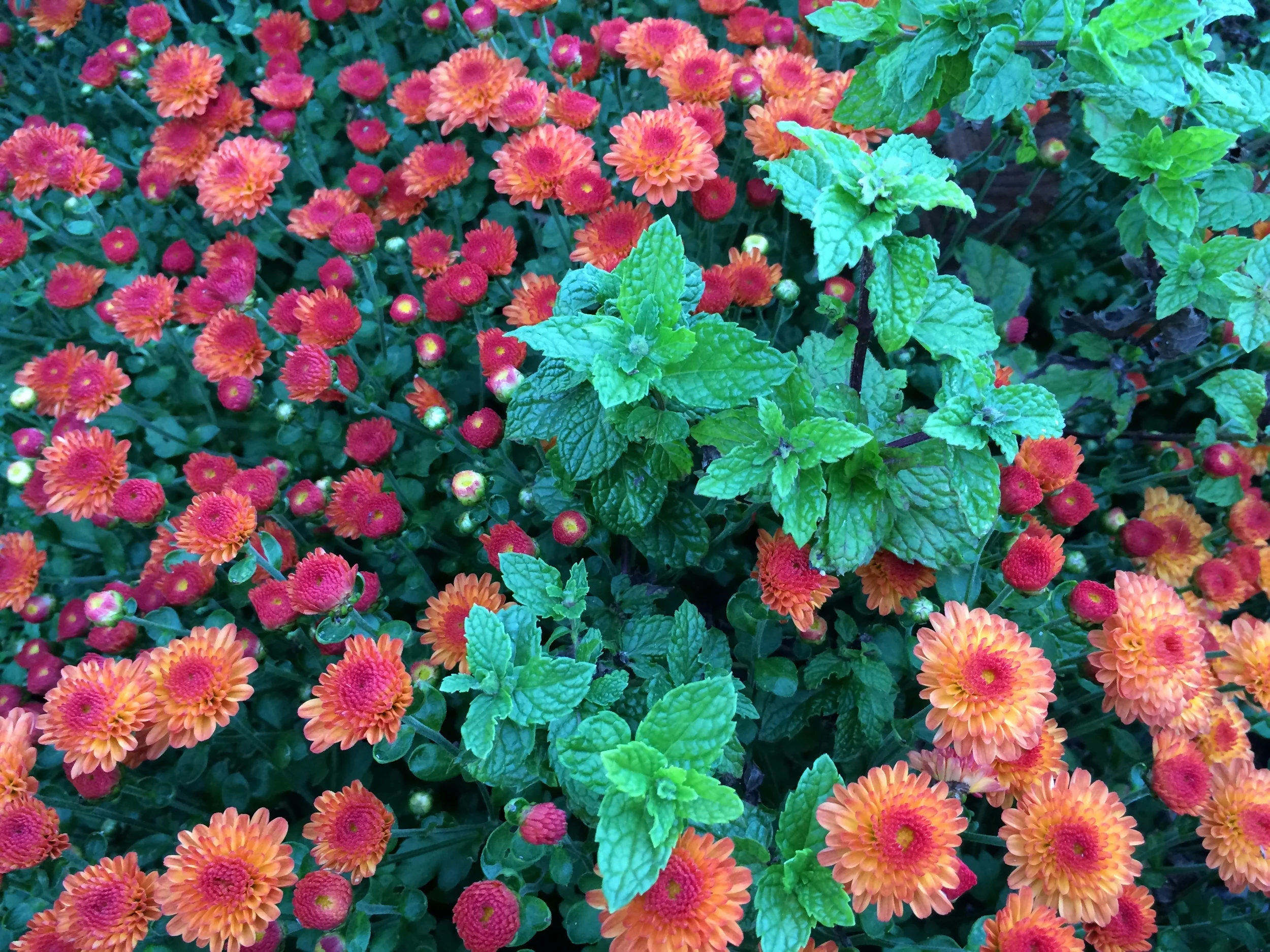IMG_1580.JPG