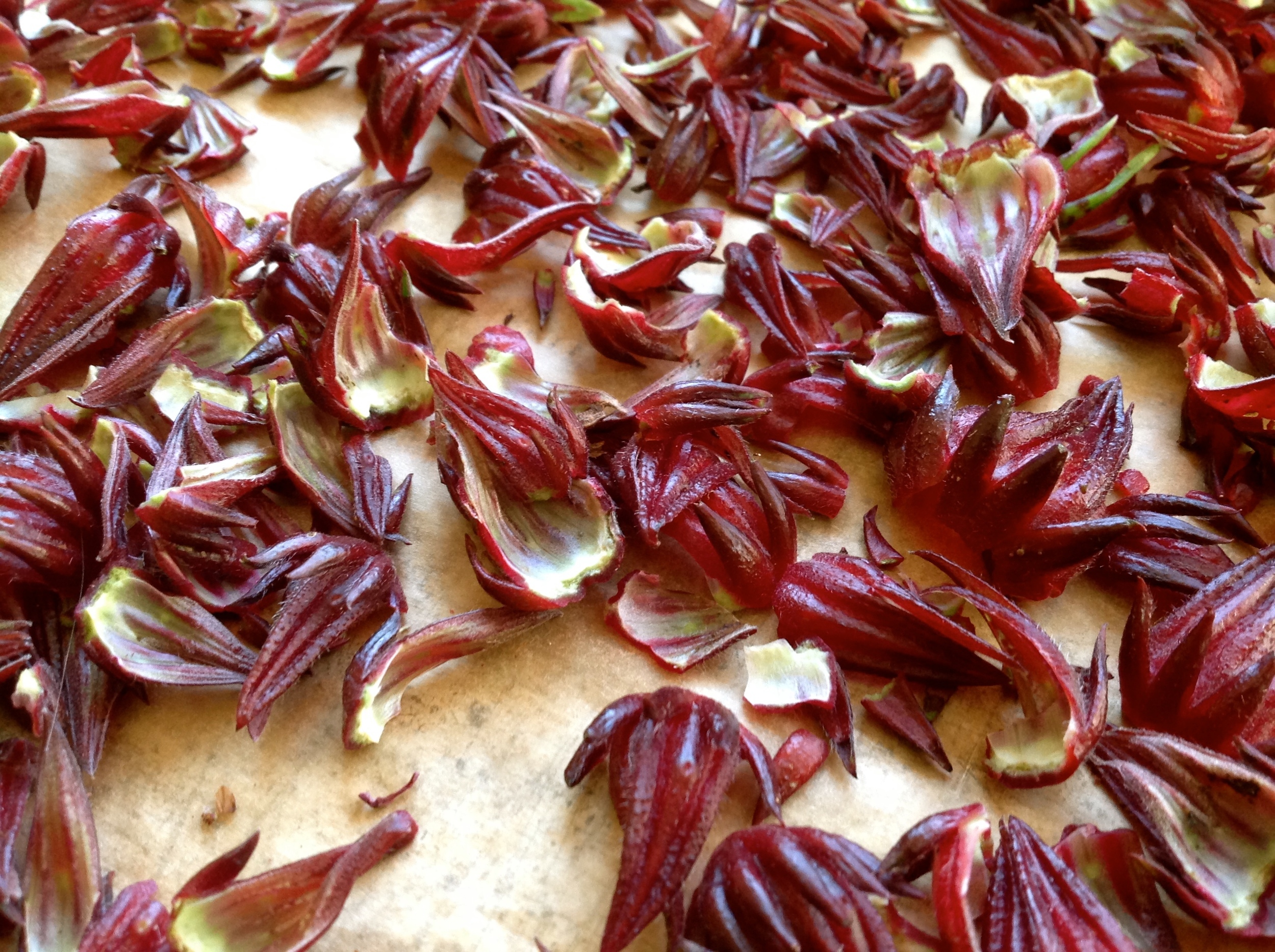 Red Roselle drying.JPG