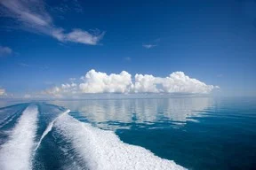 Echoes of anarchy reach across Atlantic for Wildcat transplant