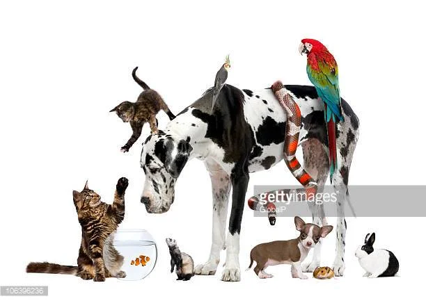 2017 Animal Hospital Open House