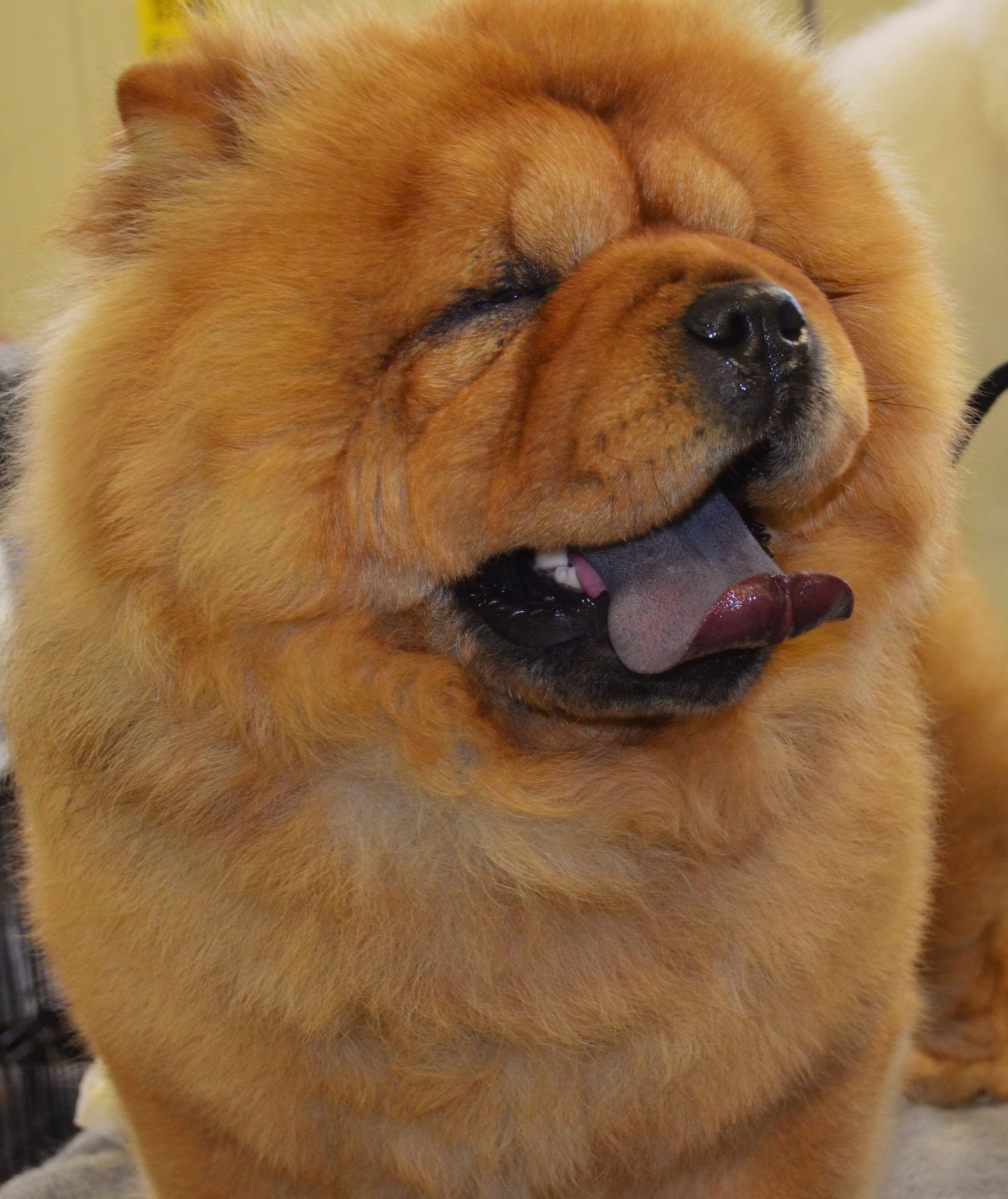 orange+dog+-+colorized.jpg