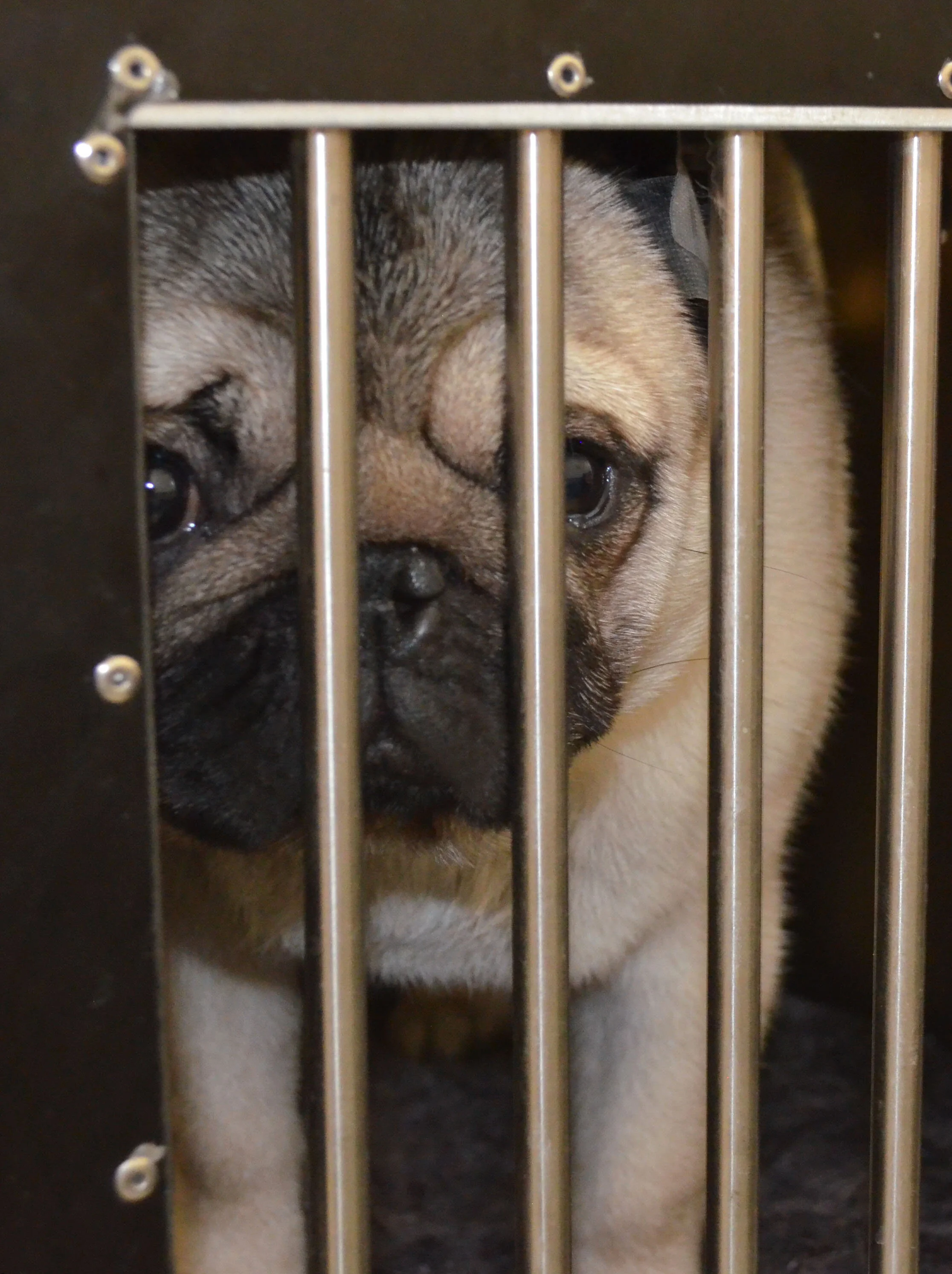 pug - colorized.jpg
