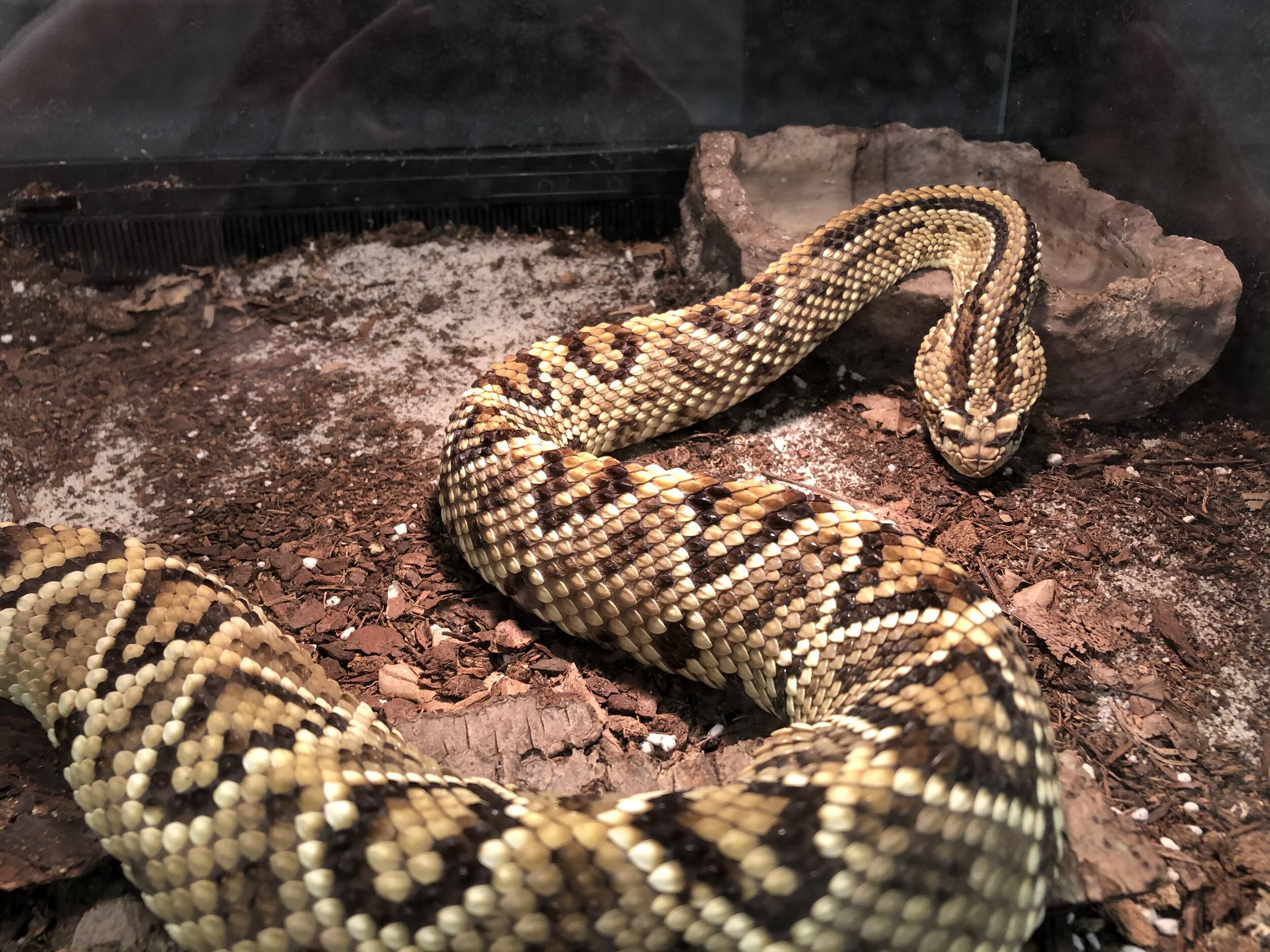 Local lab takes ‘bite’ out of serpentine misconceptions for medicine, education