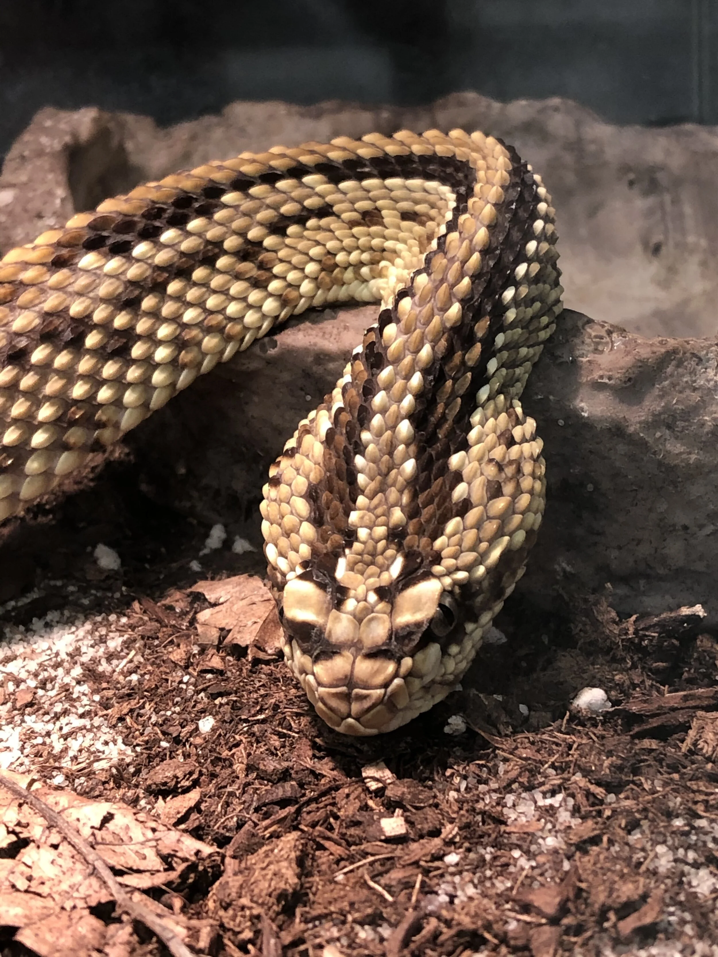 photo by Claire Garton MToxins provides opportunities for the community to come in and see snakes like this in person. Visitors can enjoy private tours, or stop by the lab during business hours.