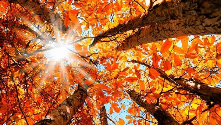 Easin' into the Fall Season (Fun Fall Activities and Events to do)