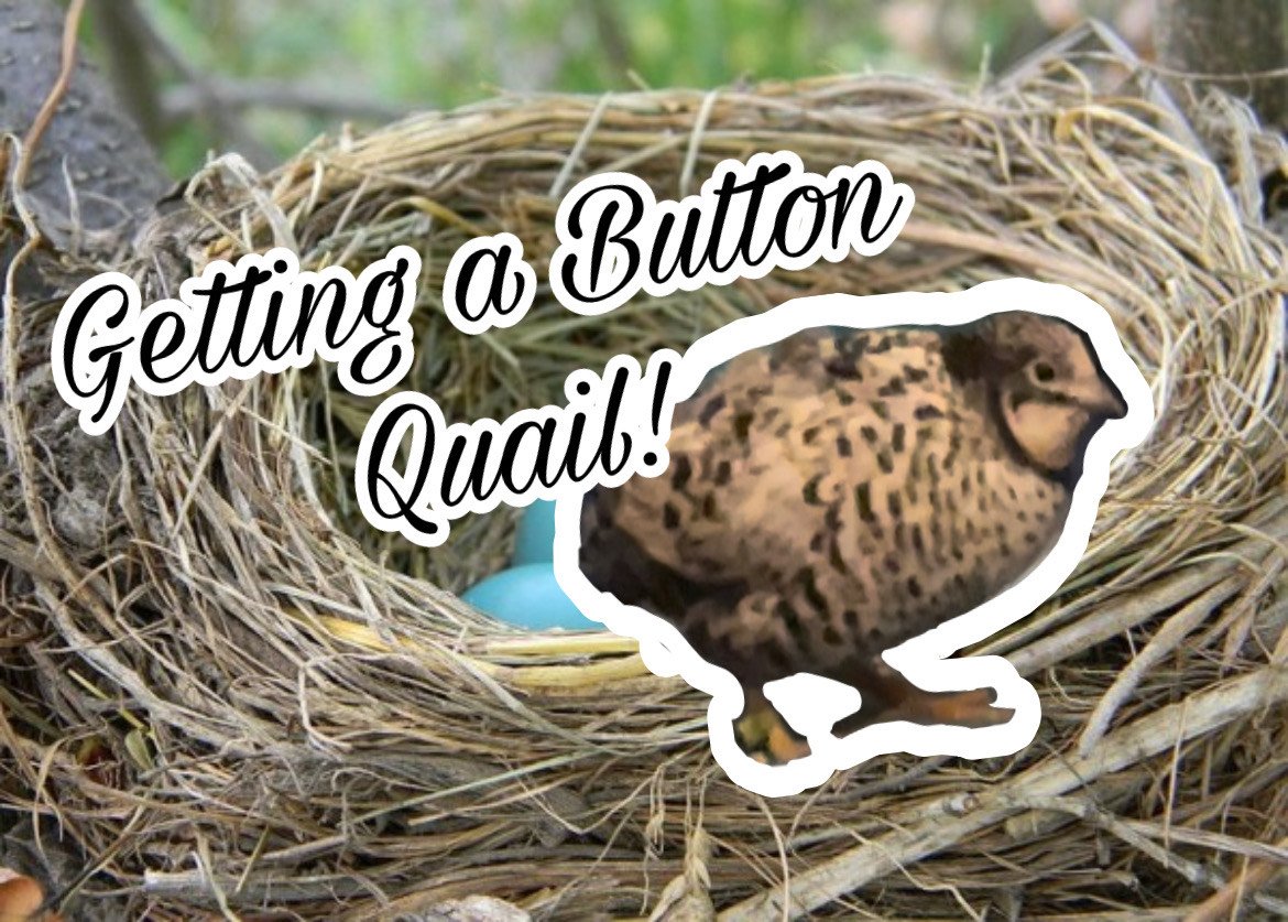 Getting a Button Quail!