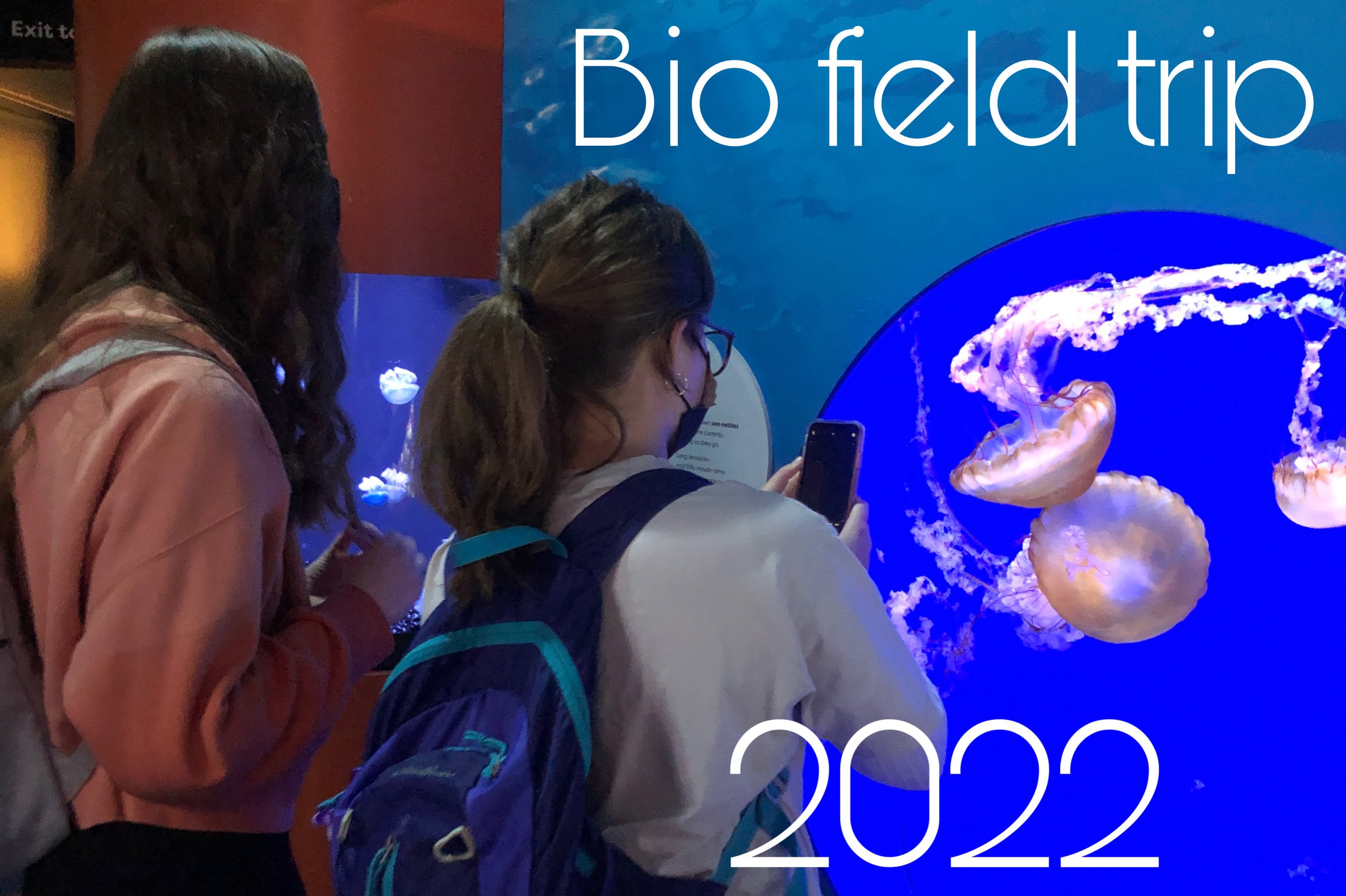 Wildcats take on the Shedd Aquarium 