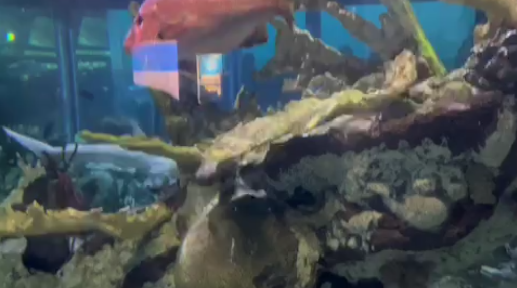 Wildcats visit the Shedd Aquarium
