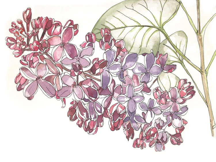 Lilac