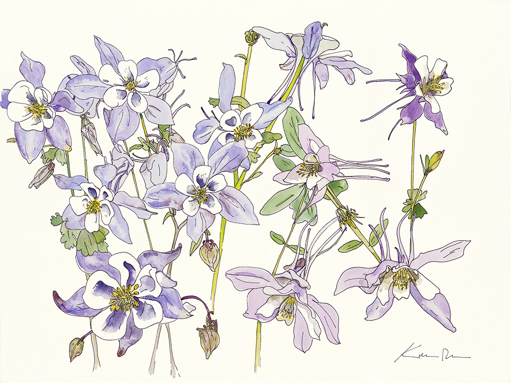 Rocky Mountain Columbines