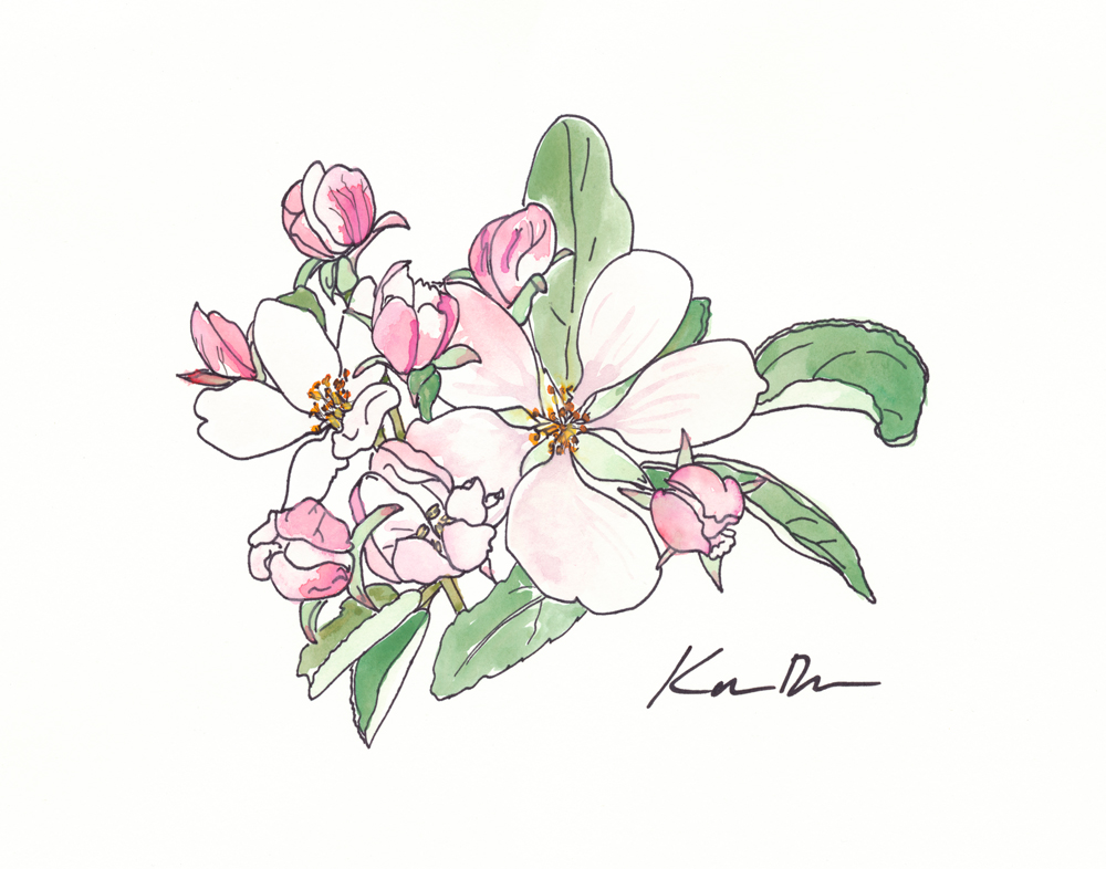 Apple Blossom