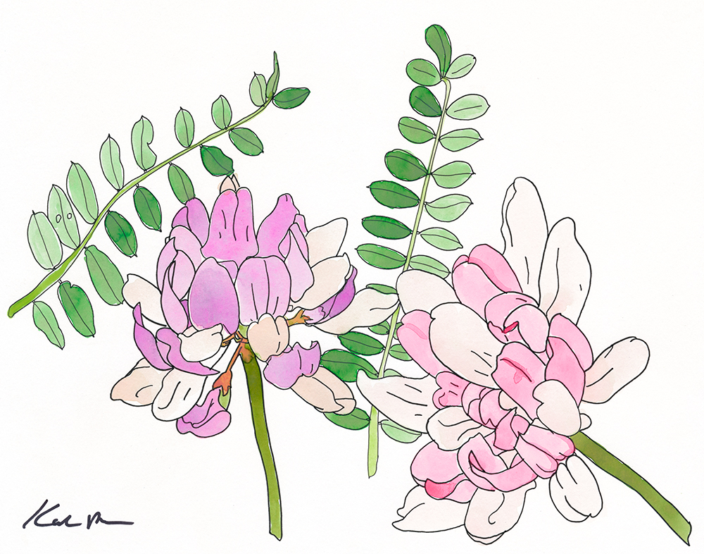 Crown Vetch