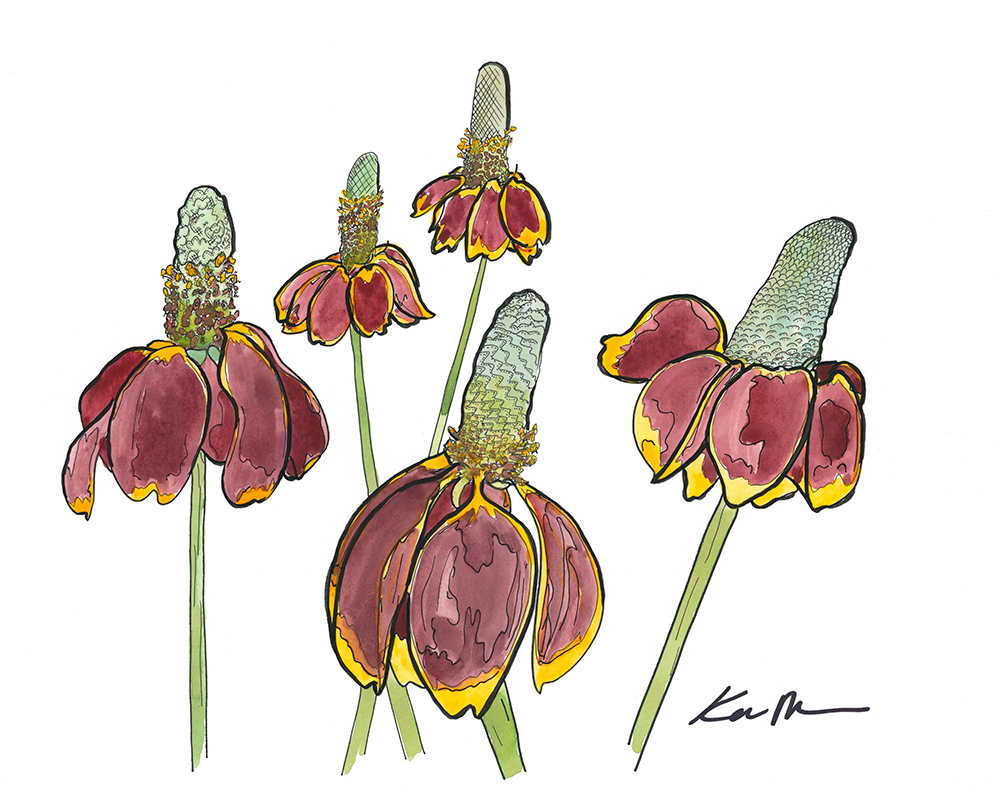 Mexican Hat