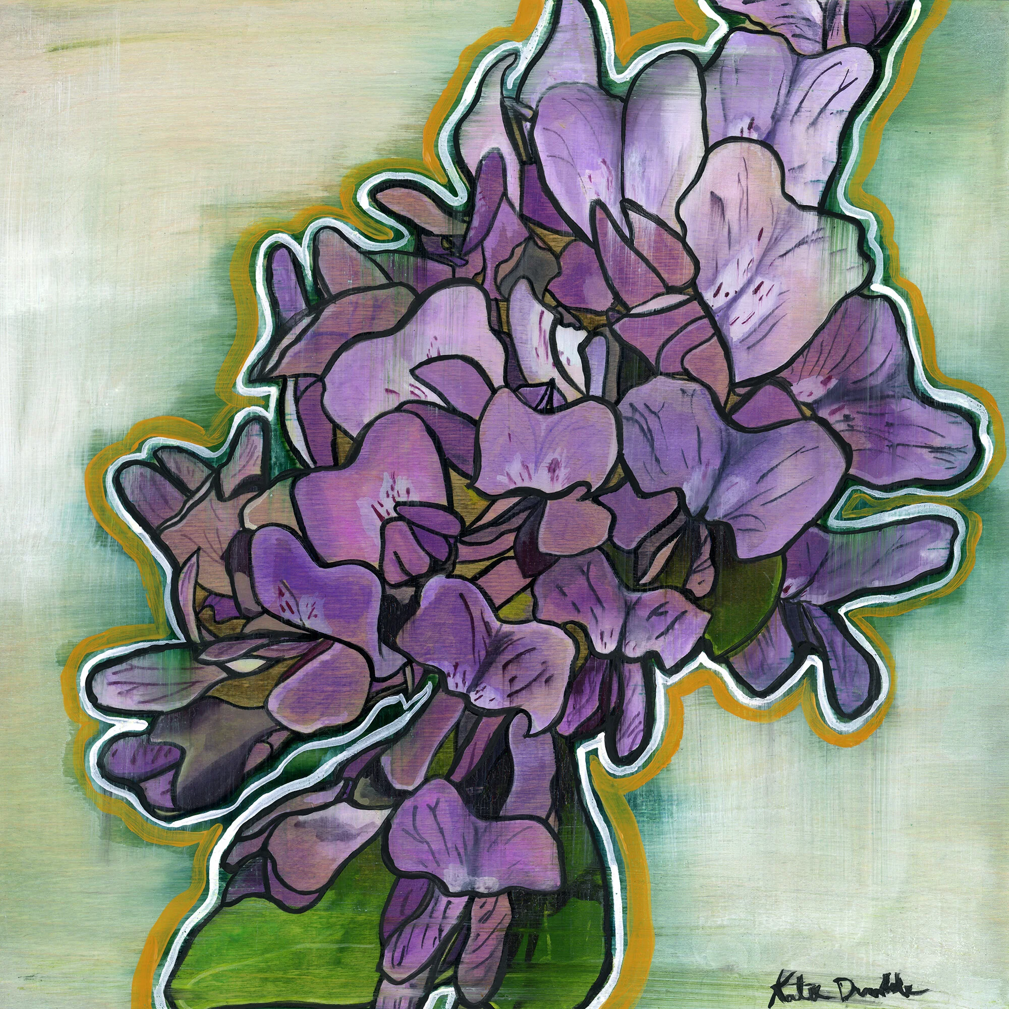 Texas Mountain Laurel