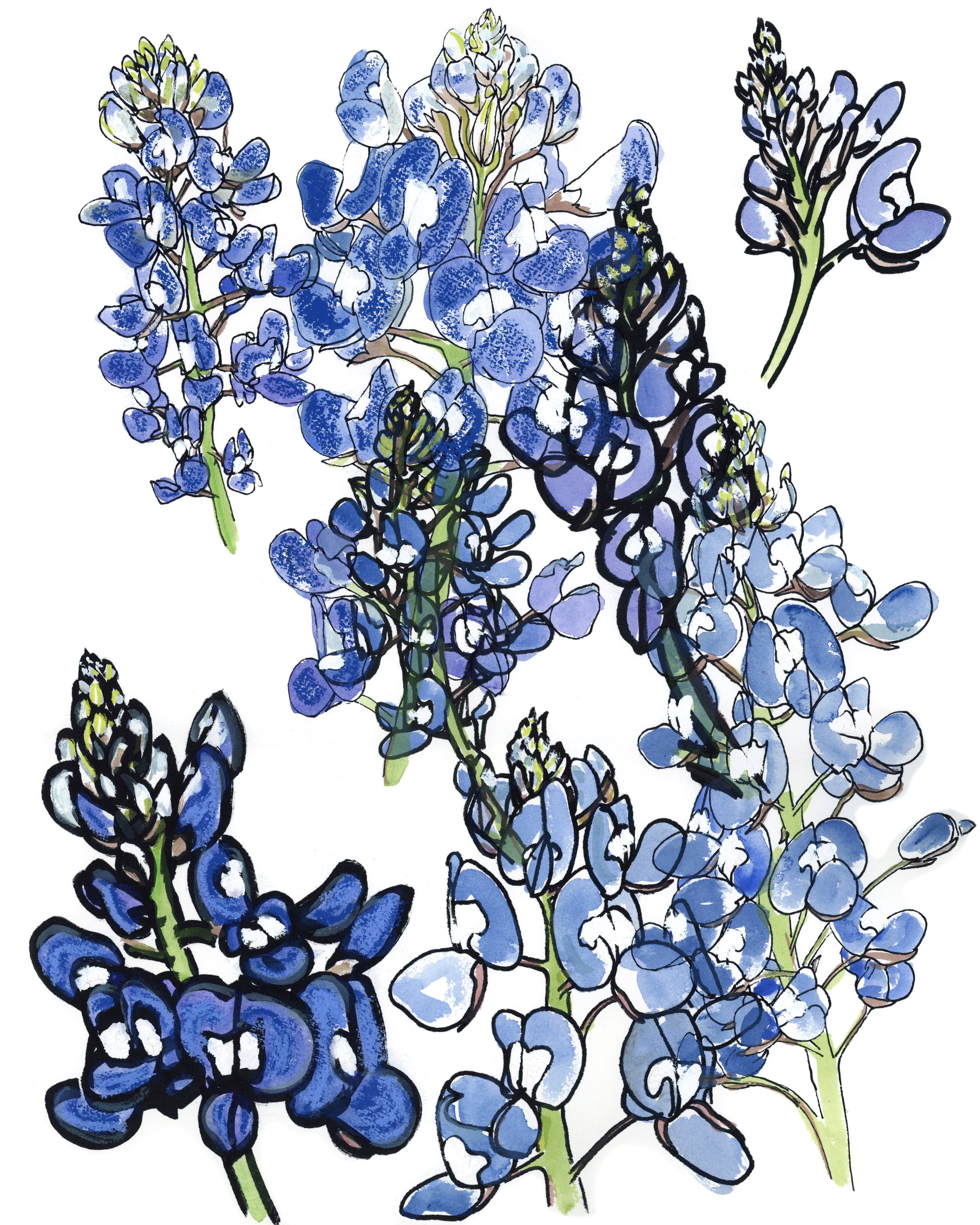 Gathered Bluebonnets .jpg