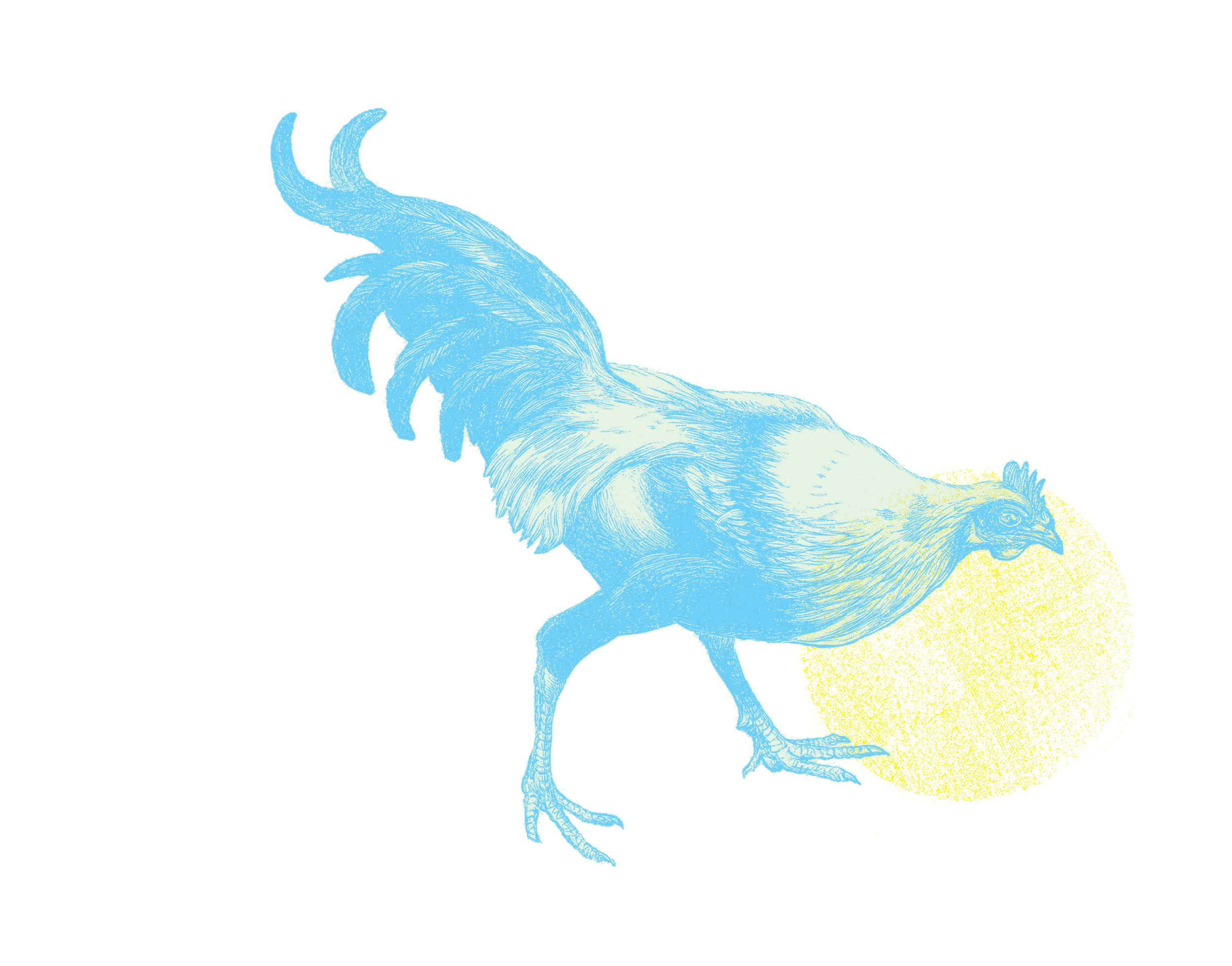 ROOSTER_case.jpg