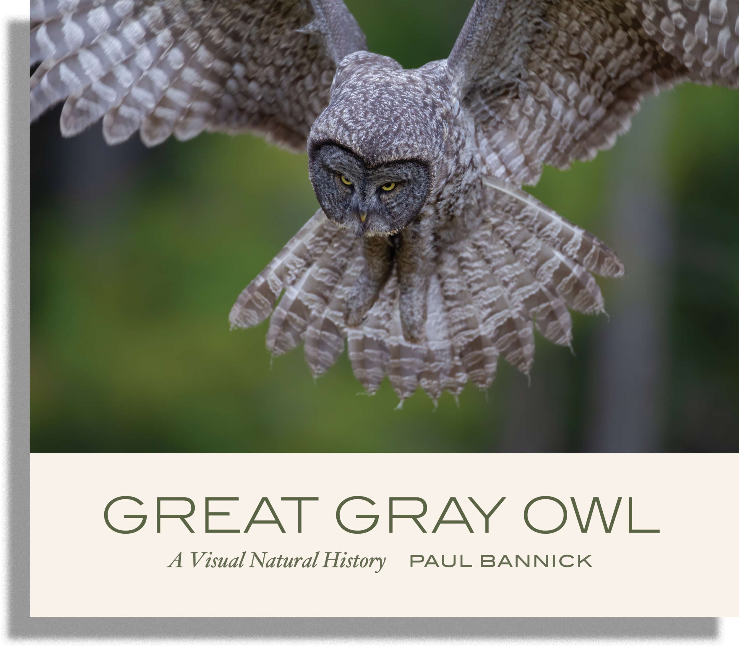great_gray_owl.png
