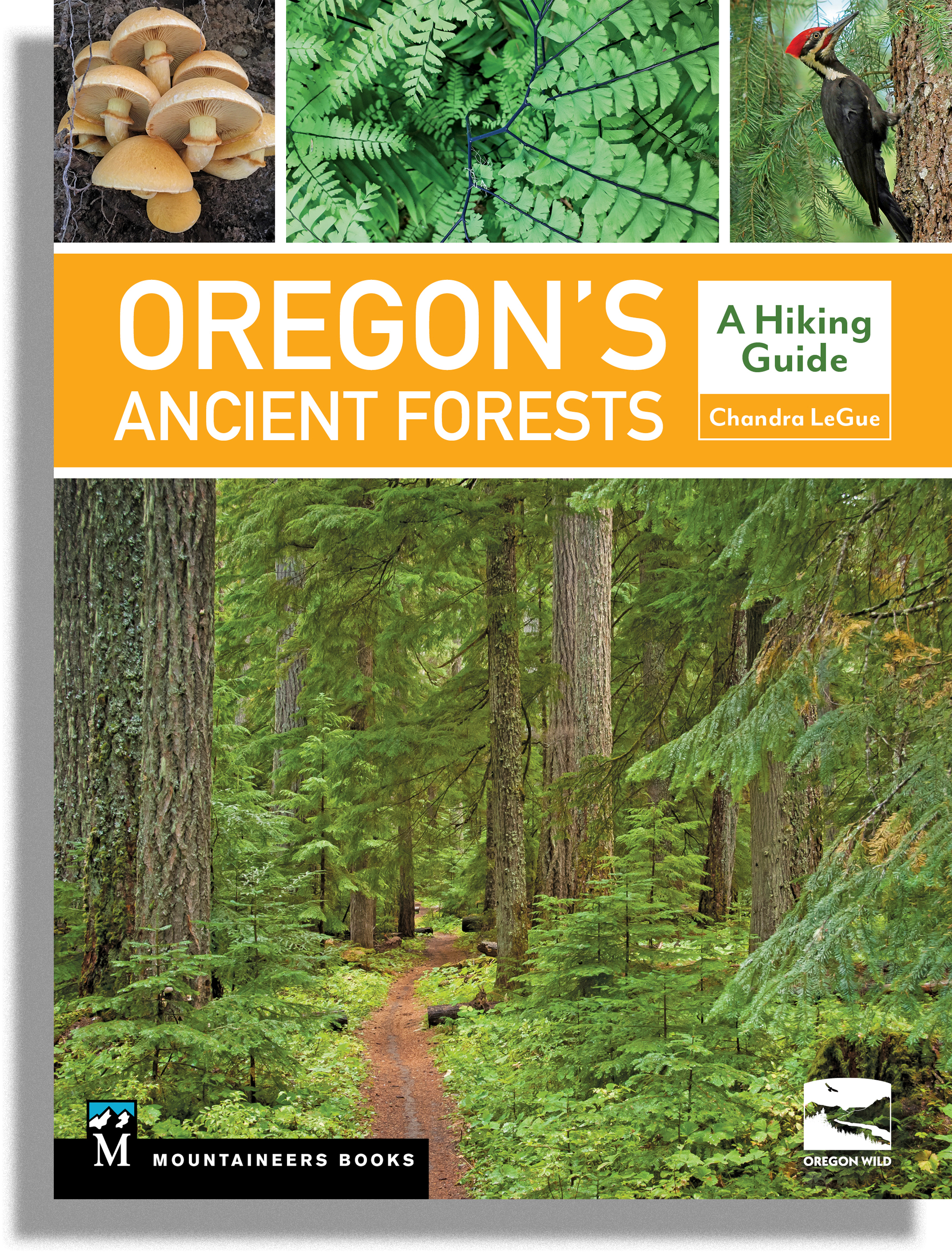 oregons_ancient_forests.png