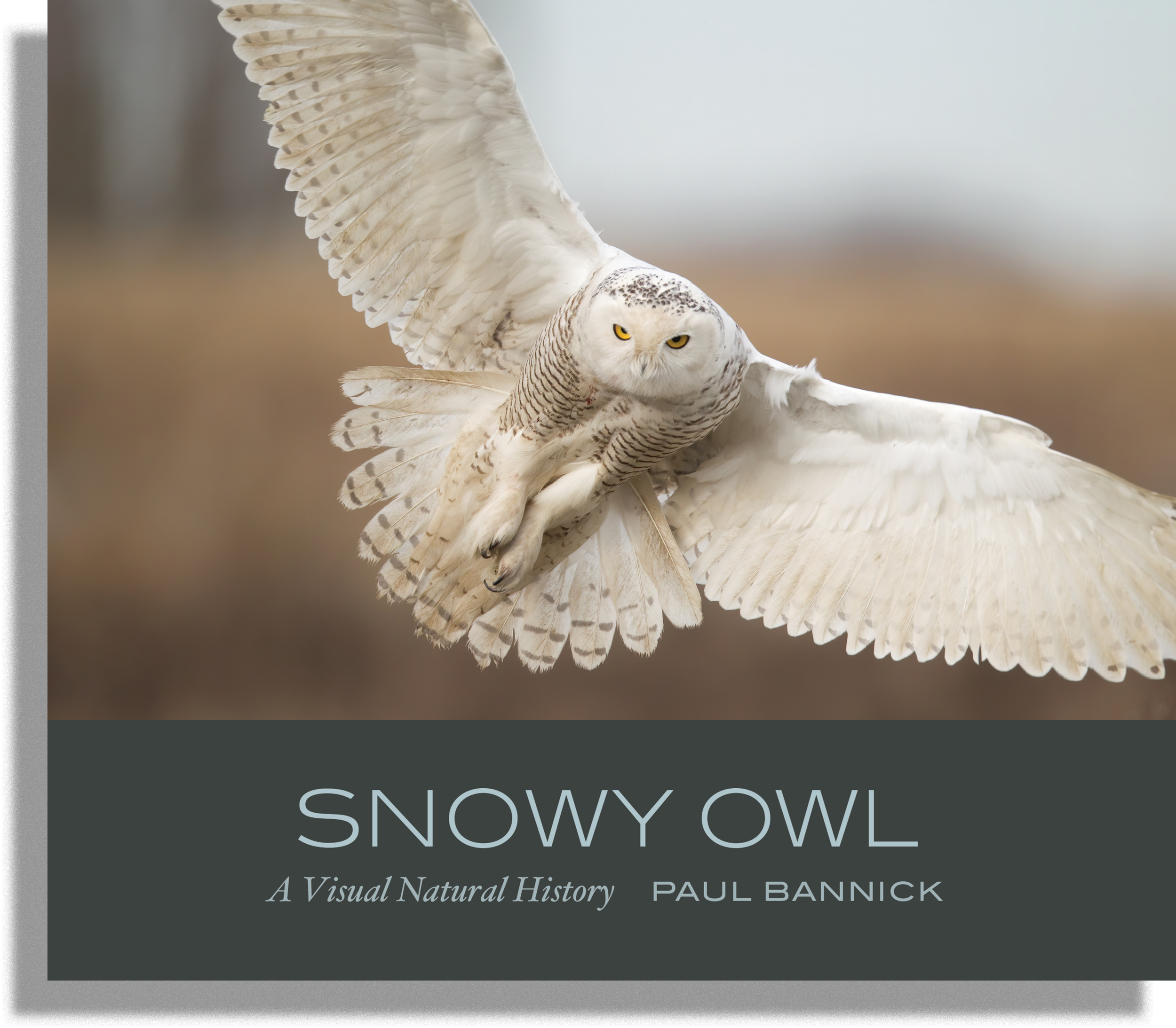 snowy_owl.png
