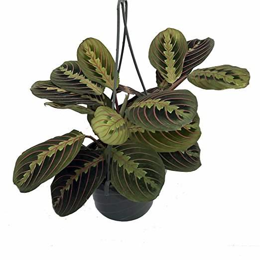 Prayer Plant $8