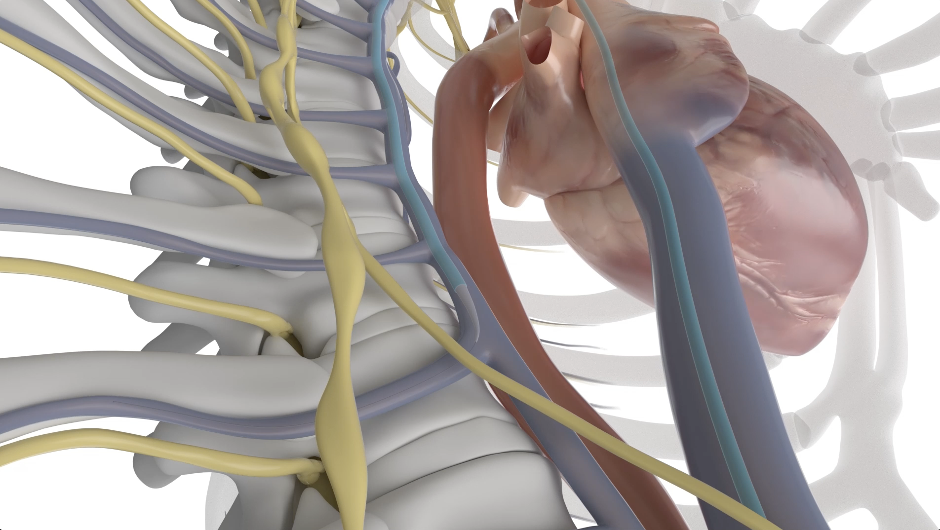 Axon 3D heart and spine.png