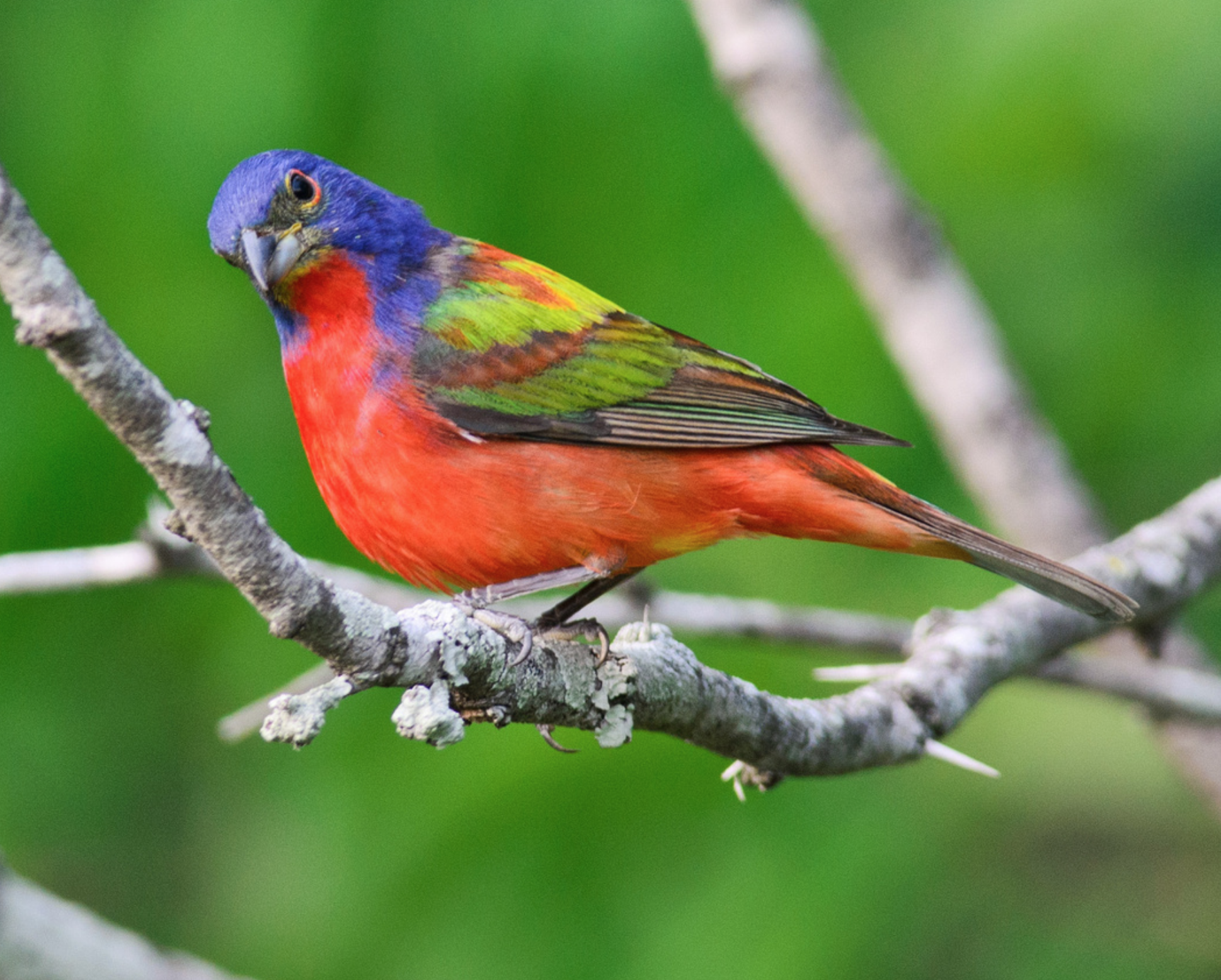 Beautiful Bird Photography Cissy Beasley Artists of Texas.png