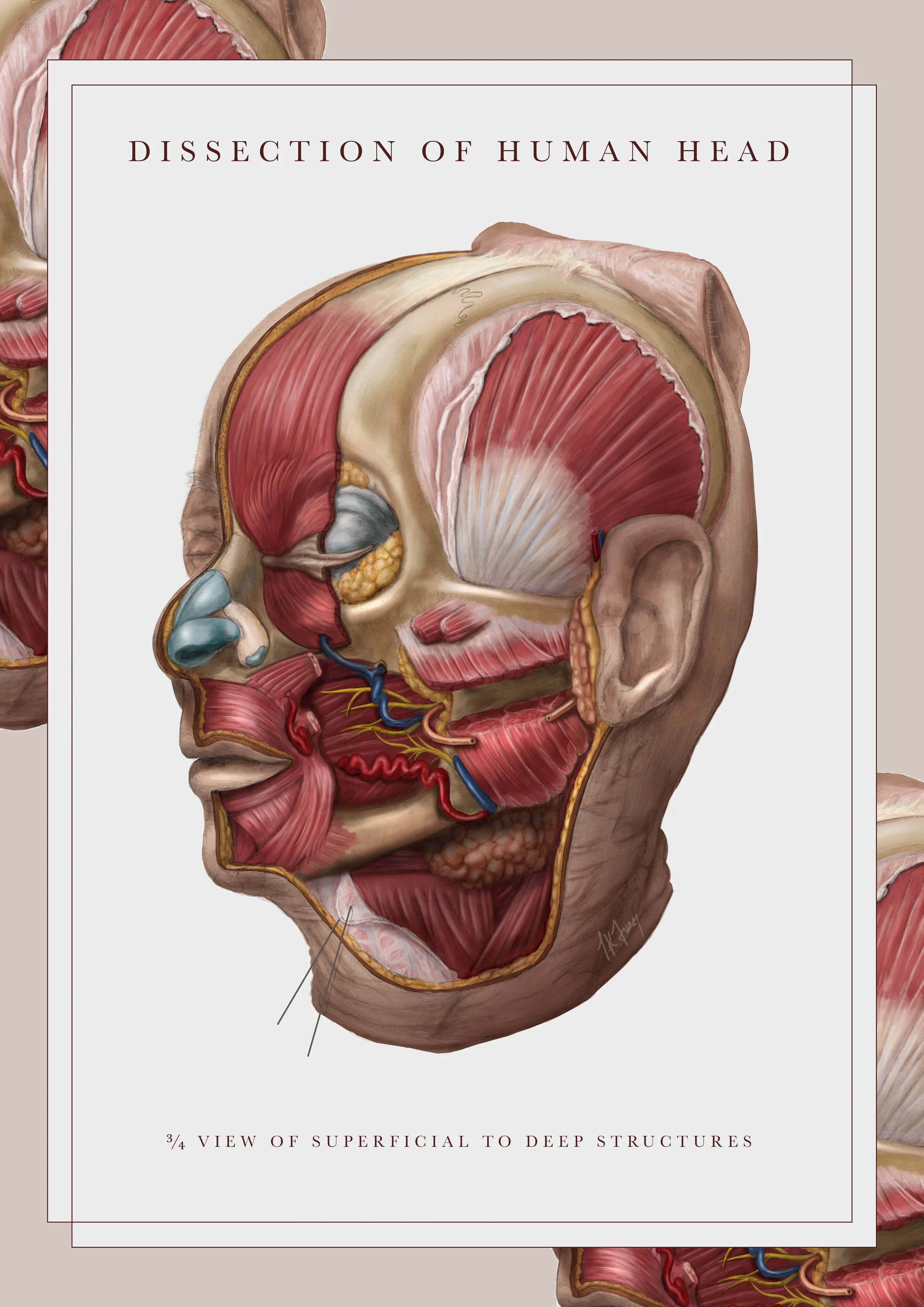 TiffanyFung_HeadDissection_071119.jpg
