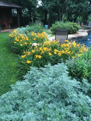 yellowdaylillies.jpg