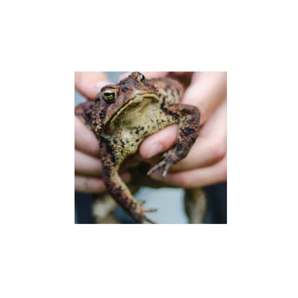 Design Systems Cover_Frog.jpg