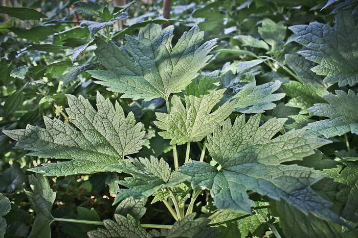Motherwort canopy.jpg