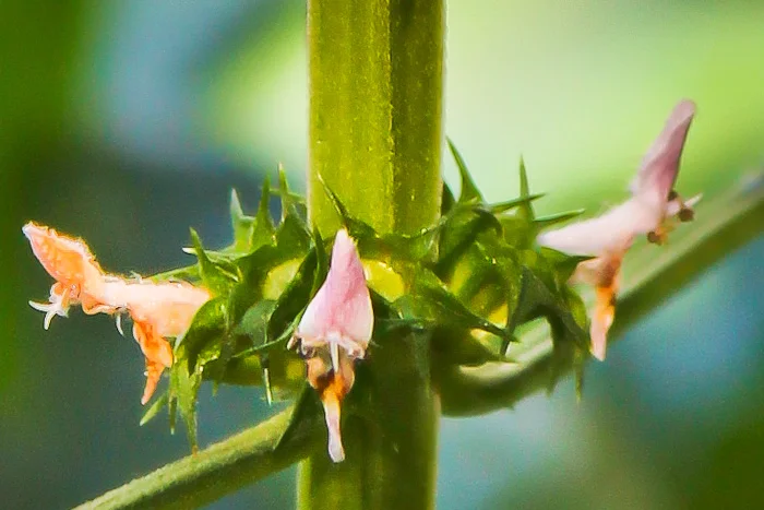 Motherwort flowers.jpg